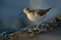 Pisik obecny - Actitis hypoleucos - Common Sandpiper 1568